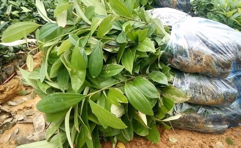 Tuy nhiên, vì vẻ đẹp xanh tươi của cây cảnh và khả năng thanh lọc không khí mạnh mẽ của chúng khi trồng trong nhà nên những người trồng hoa đã gọi cây quế là cây bình an, để đáp ứng tình yêu cây xanh, vẻ đẹp và mong muốn bình yên của người dân thành thị.