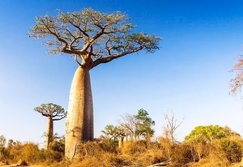 Thông qua phương pháp carbon phóng xạ, các nhà khoa học xác định được phần lớn loài cây baobab có thể sống trên 200 năm.