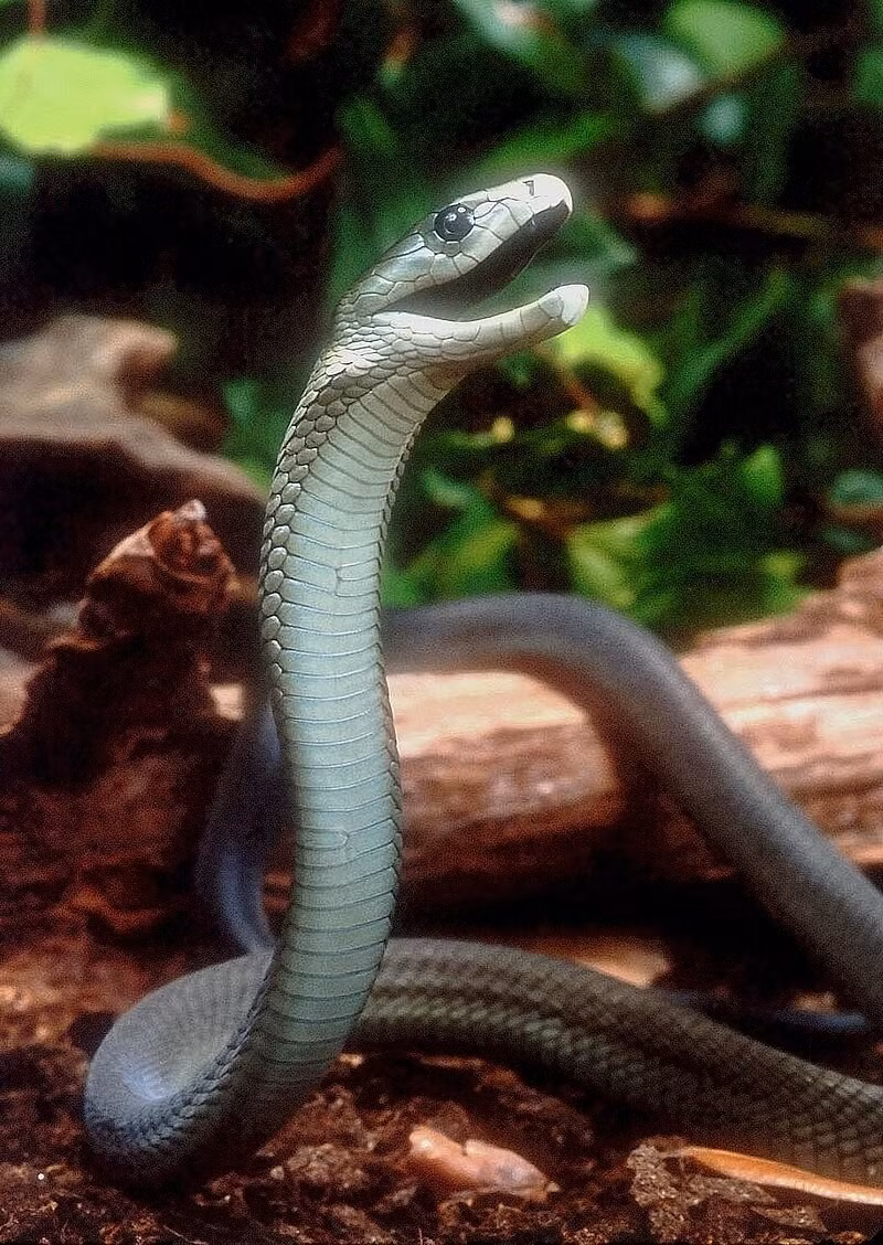 4. Black Mamba – Rắn Mamba Đen: Được mệnh danh là "cơn ác mộng đen" châu Phi, Black Mamba có thể di chuyển với tốc độ lên đến 20 km/h và giết người chỉ trong 20 phút sau khi cắn.