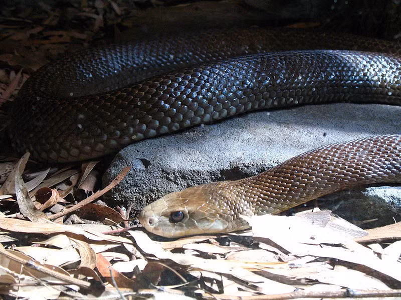 3. Coastal Taipan – Rắn Taipan Ven Biển: Coastal Taipan sở hữu nọc độc thần kinh có thể khiến nạn nhân tử vong trong vài giờ nếu không được điều trị kịp thời. Chúng phân bố tại ven biển phía bắc và đông Úc.