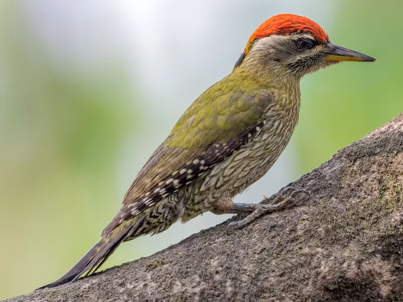 Chim gõ kiến xanh bụng vằn (Picus xanthopygaeus) dài 27 - 30cm, là loài định cư không phổ biến tại Nam Trung Bộ và Nam Bộ (VQG Yok Đôn). Chúng sống ở rừng khô rụng lá, cây tại các khu vực trống trải.