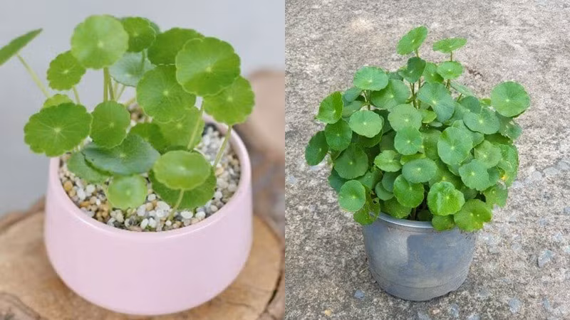 Mùa xuân và thu tưới hai đến ba ngày một lần. Mùa hè có thể tưới sáng và chiều. Mùa đông giữ ấm, chú ý để nhiệt độ trên mười độ C để bộ rễ không bị lạnh. Một bát thủy sinh hoặc chậu nhỏ trên bàn sẽ tạo cảm giác tươi mát tức thì. (Thông tin mang tính tham khảo)