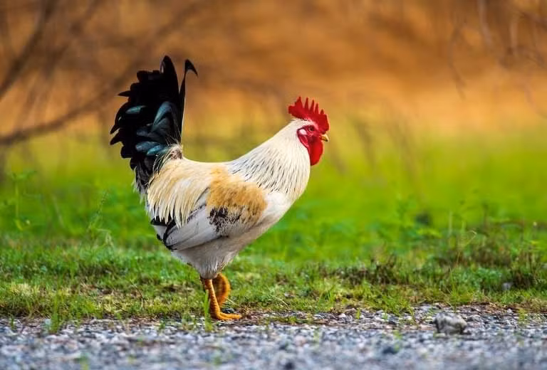 Lời khuyên cho tuổi Dậu: Nên nắm bắt nhanh cơ hội đến trong giai đoạn này; Không nên quá đa nghi, tự làm lỡ vận may; Tránh khoe khoang tiền bạc để giữ lộc; Tuổi Dậu càng khiêm nhường, vận lộc càng bền.