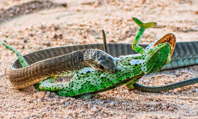 10. Boomslang – Rắn Boomslang Châu Phi: Boomslang sở hữu nọc độc gây rối loạn đông máu mạnh mẽ, khiến nạn nhân chảy máu nội tạng và có thể tử vong sau vài giờ đến vài ngày.