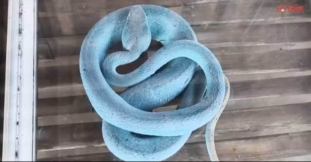 Hiện con rắn được gia đình cho ăn tắc kè và vẫn trong tình trạng khỏe mạnh. (Ảnh: Line)