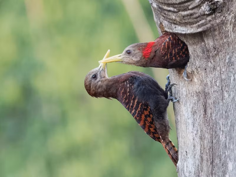 Chim gõ kiến nâu cổ đỏ (Blythipicus pyrrhotis) dài 26 - 29cm, là loài định cư phổ biến trong cả nước. Chúng sống ở rừng lá rộng thường xanh, bán thường xanh, thỉnh thoảng trong rừng hỗn giao rụng lá.