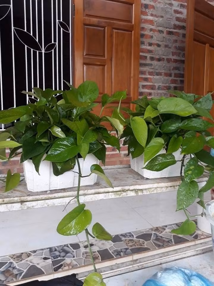 Ông bà xưa tin rằng, cây xanh là hiện thân của sự sống, mang lại nguồn năng lượng tích cực cho gia đình. (*Thông tin mang tính tham khảo).