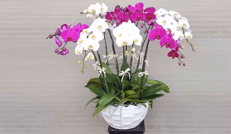 Lan hồ điệp ưa môi trường ấm áp từ 18–28°C, tránh ánh nắng trực tiếp và chỉ tưới nước khi giá thể khô. Nếu chăm sóc đúng cách, cây có thể ra hoa nhiều lần, vừa mang giá trị thẩm mỹ cao vừa có giá trị sưu tầm.