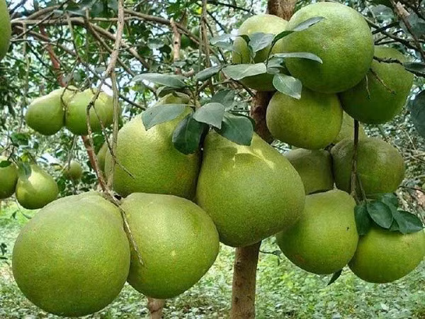 Nếu bưởi ra hoa đúng vào dịp cuối năm, nhiều người tin đó là điềm báo năm mới tài lộc đong đầy. Cây bưởi lâu năm còn gắn liền với hình ảnh giữ của, giúp bảo vệ tài vận của gia đình.