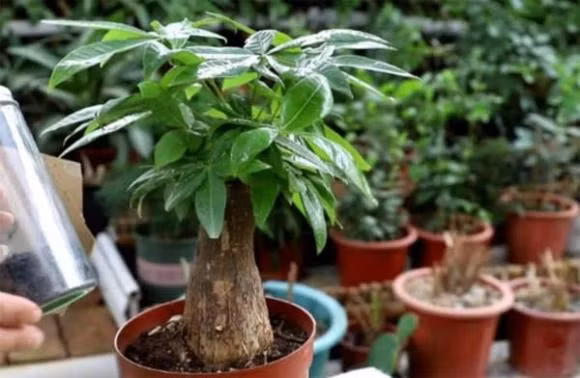 Dễ chăm sóc, tươi lâu, lại hút khí độc, cây kim ngân xứng đáng xuất hiện trong mọi không gian sống hiện đại, vừa đẹp vừa giúp cả nhà khỏe mạnh.