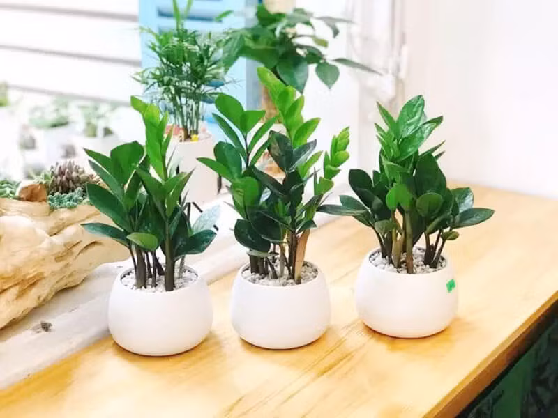 Đây là loại cây dễ trồng, chịu hạn tốt nhờ phần củ tích nước. Cây không cần nhiều ánh sáng, chỉ cần đất tơi xốp, thoát nước tốt. Tưới vừa phải, tránh ngập úng để cây luôn xanh mướt.
