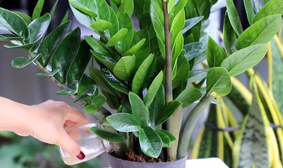 Người nhà kiểm tra xung quanh thì thấy có lá cây kim tiền có vết cắn ở dưới đất. Em bé nhập viện trong tình trạng run toàn thân, xuất huyết vùng da dưới mắt. May mắn là em bé chưa nuốt lá kim tiền mà mới chỉ cắn.