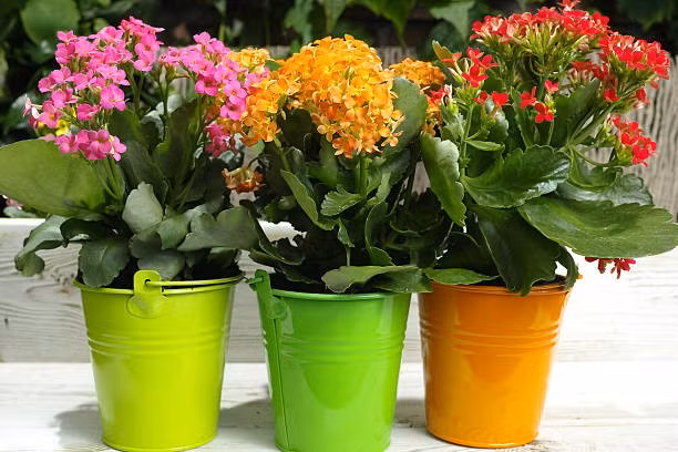 Cây sống đời là một trong những loại cây phong thủy được yêu thích, không chỉ bởi vẻ đẹp mà còn bởi ý nghĩa sâu sắc. Trong phong thủy, cây sống đời tượng trưng cho:
