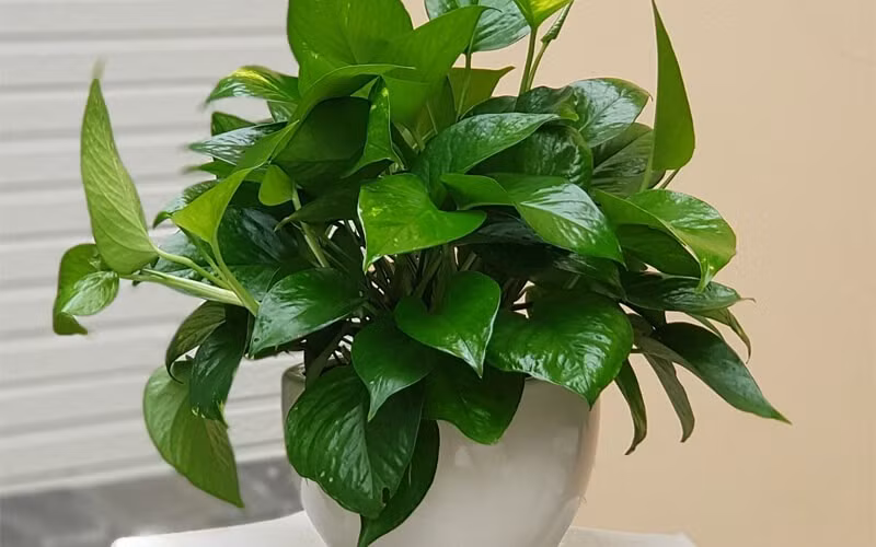  Tuyệt đối tránh đặt ở nơi bị đè nén Các vị trí như gầm bàn, gầm cầu thang dễ kìm hãm sinh khí. Đặt cây ở đó chẳng những không mang lộc mà còn tạo cảm giác tù túng, bức bí cho cả gia đình.