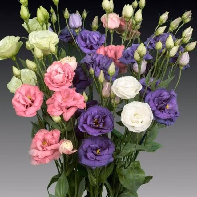 Hoa cát tường có cánh mềm mại, nhẹ nhàng như lụa, thường mang sắc pastel dịu mắt như tím, hồng, kem… tạo cảm giác thư giãn, hài hòa. Loài hoa này thường xuất hiện trong các dịp cưới hỏi, lễ tết với ý nghĩachúc phúc và mang lại may mắn.