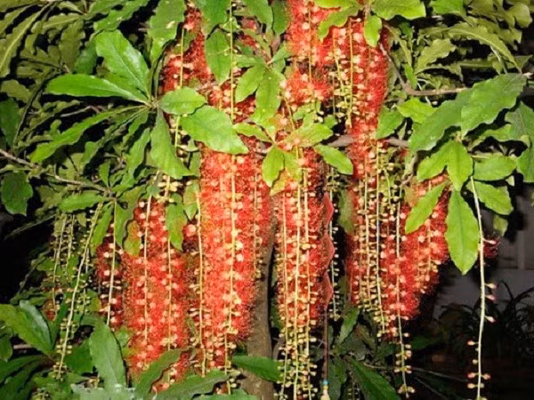  3. Cây lộc vừng: Nhà nào có lộc vừng nở hoa, tin rằng gia chủ sắp đón hỷ sự. Cây lộc vừng ưa sáng, dễ chăm, cành rủ mềm mại như dòng lộc chảy tràn trước cửa. Trong quan niệm dân gian, hoa lộc vừng nở đỏ rực là dấu hiệu của tài lộc, phú quý và đoàn tụ, vì vậy nhiều gia đình chọn trồng ở mặt tiền để giữ lộc trước cửa.