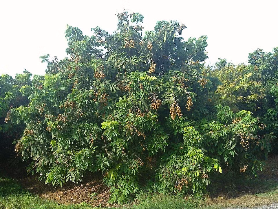  5. Cây nhãn: Cây nhãn là loại cây ăn quả quen thuộc ở khắp ba miền. Cây có tuổi thọ cao, tán rộng, mùa hè cho bóng mát, đến tháng 7-8 thì sai quả ngọt lịm, mọc thành chùm trĩu cành. Quả nhãn có vị ngọt, cùi dày, được dùng để ăn tươi hoặc sấy khô làm long nhãn - vị thuốc bổ trong Đông y.