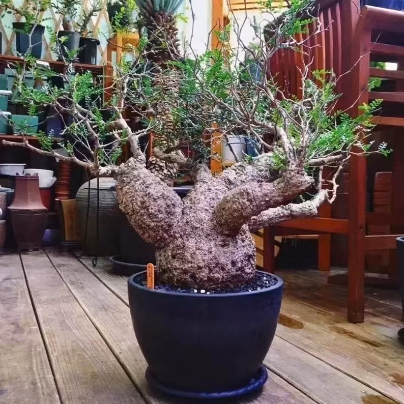 Nhiều nghiên cứu cho thấy cây cảnh giúp ngủ ngon, giảm căng thẳng và tiêu diệt vi khuẩn, nhờ đó ngày càng có nhiều người theo đuổi thú chơi cây.