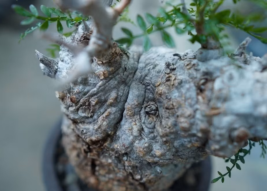 Những cây có dáng độc lạ, thân phình to kỳ quái (caudex plant) được săn lùng ráo riết, nổi bật nhất là Operculicarya Pachypus – loài cây chân voi đến từ Madagascar.