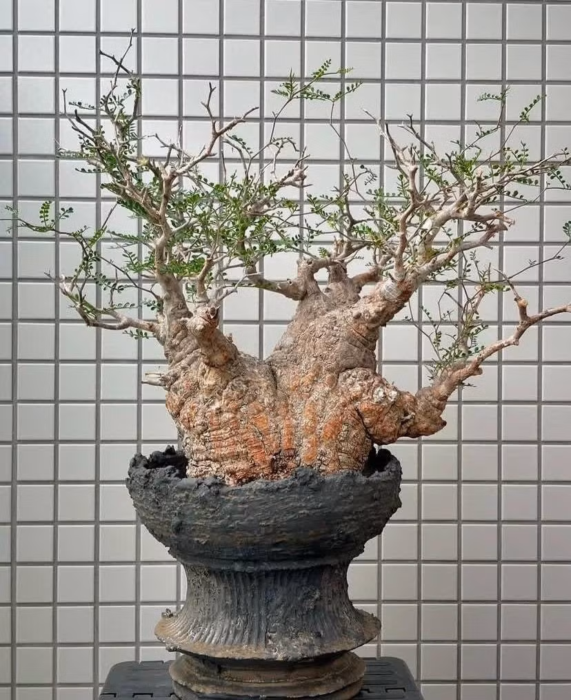 Trong điều kiện tự nhiên, cây có thể cao 3-4 mét, nhưng khi trồng trong chậu, người chơi thường cắt tỉa để giữ dáng đẹp.