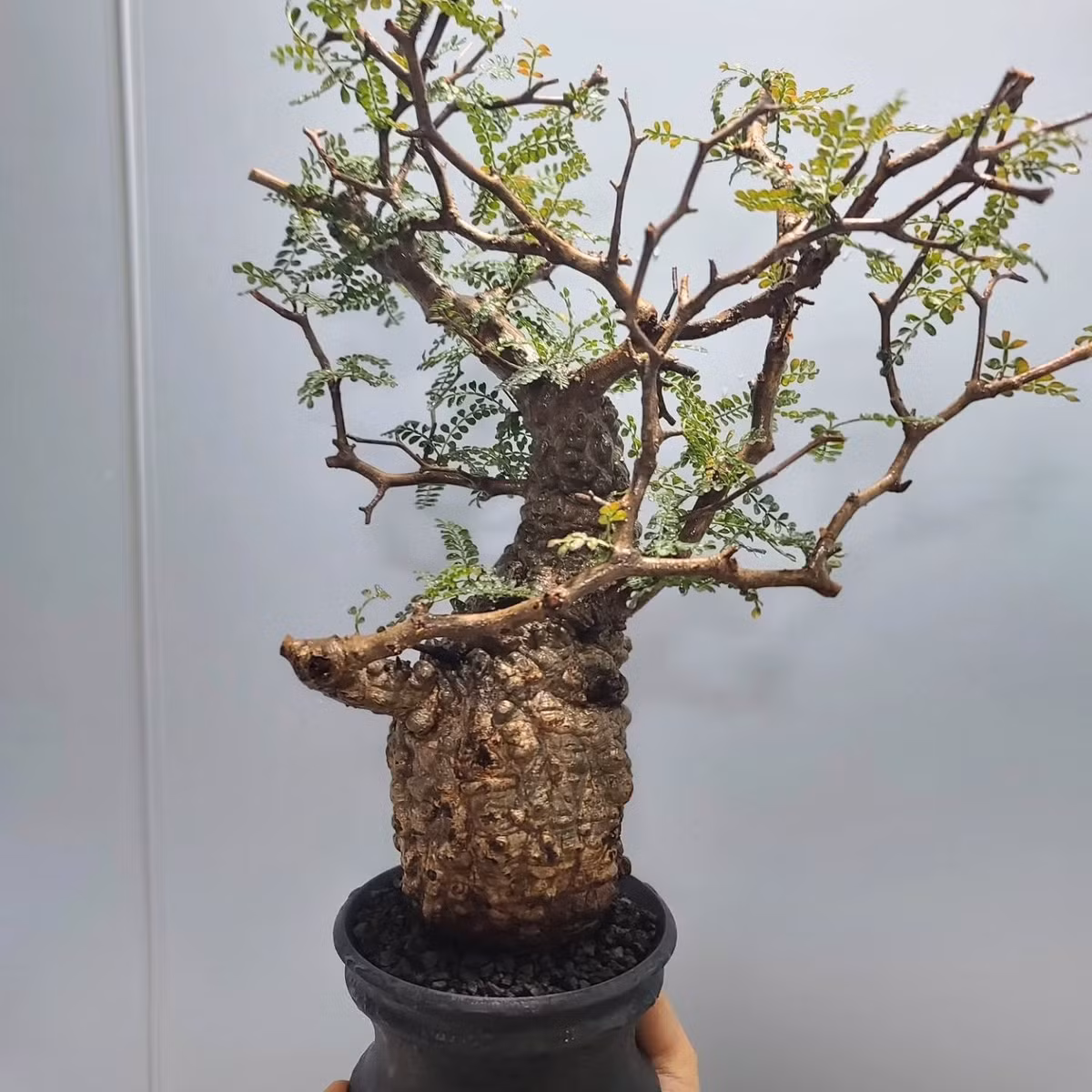 Chính nét “già nua cổ kính” mà cây mang lại khiến nó được dân chơi bonsai và giới đại gia xếp vào hàng đẳng cấp hiếm có.