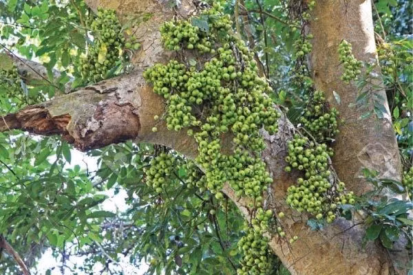 Một trong “tứ linh” xanh của phong thủy nhà Việt. Sung thường được xếp cùng đa, sanh, si trong nhóm cây phong thủy tứ linh. Một số quan niệm còn coi sung là một phần của bộ “Tam đa”: Sung – Vừng – Tuế.
