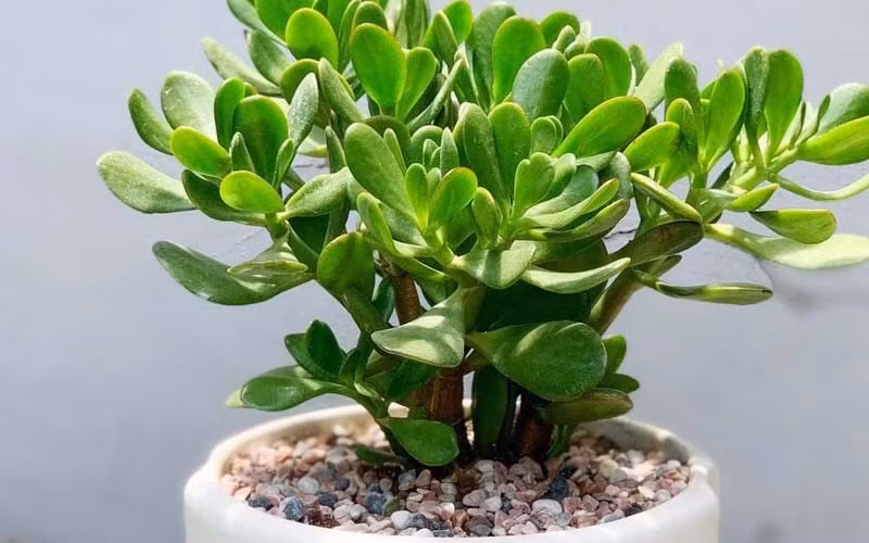  Về phong thủy: Còn gọi là “cây phỉ thúy”, tượng trưng cho đồng tiền. Người trồng tin rằng cây ngọc bích giúp tiền bạc ổn định, ít hao hụt. (*Thông tin mang tính chất chiêm nghiệm).