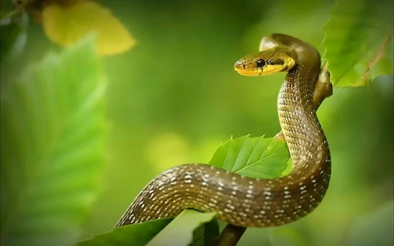  Tuổi Tỵ: Tuổi Tỵ bước vào giai đoạn vận khí khởi sắc rõ rệt, đặc biệt trong công việc và tài chính. Những cơ hội liên quan đến hợp tác, đầu tư hoặc mở rộng hướng làm ăn bất ngờ xuất hiện, mang theo khả năng gia tăng thu nhập đáng kể. Đây là thời điểm con giáp này dễ được cấp trên ghi nhận hoặc được trao thêm trách nhiệm quan trọng.