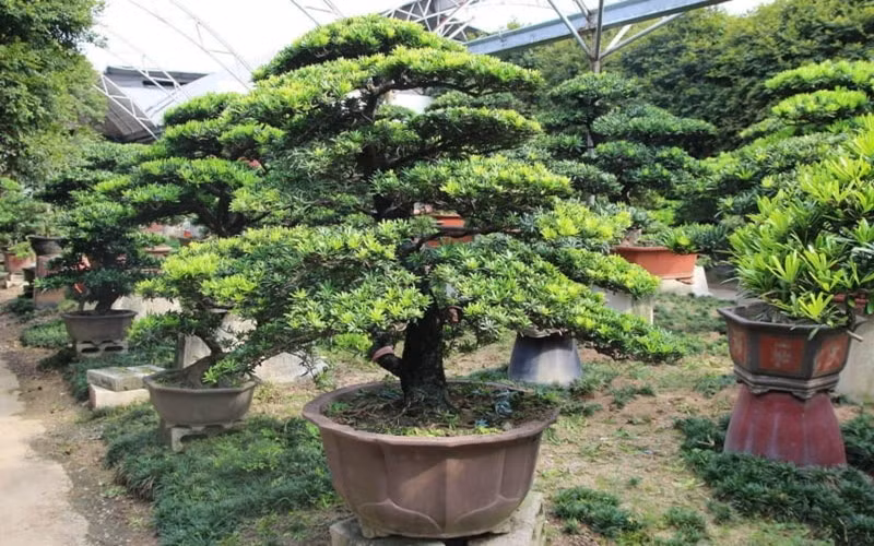 Một người trồng một vài cây cảnh tùng La Hán trong khu vườn biệt thự của mình. Anh ấy nói thẳng thắn: "Mỗi lần về nhà và nhìn thấy chúng, tôi cảm thấy an toàn như một ngọn núi, như thể mọi thứ đều an toàn". Cây cảnh tùng La Hán thẳng đứng, xanh tươi quanh năm, như một người bảo vệ điềm tĩnh trong sân.