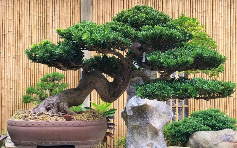 Đây cũng là cây cảnh "gia truyền" được cha ông để lại cho con cháu, có ý nghĩa tốt đẹp, tạo phúc cho thế hệ mai sau. Cây cảnh này cũng ngụ ý tài lộc. Người làm ăn thường coi cây này là người bảo vệ tài lộc trung thành, cành lá như tán cây, như thể có thể giữ chặt nguồn tài chính của gia đình.
