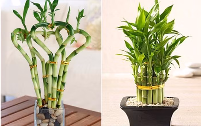 1. Trúc phú quý: Tài vị ưa cảm giác thanh thản nên một chậu trúc phú quý luôn được lòng gia chủ bận rộn. Thân trúc tròn trịa, lá nhỏ mềm, nhìn vào thấy yên tĩnh mà vẫn tươi tắn. Trong văn hóa Á Đông, trúc gợi đến bình an và kiên định, còn cái tên phú quý nghe đã thấy vận đỏ. Trúc phú quý lại gần như không đòi hỏi kinh nghiệm.