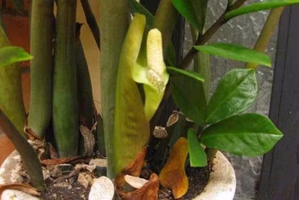 Để nở hoa, cây cần 3-5 năm để thân rễ phát triển đủ, tích trữ nước và dưỡng chất. Khi hoa nở, đó là biểu tượng của "tích lũy để bứt phá", báo hiệu thời cơ đã đến. Tính kiên trì của cây truyền cảm hứng mạnh mẽ, giúp gia chủ bình tâm, thư thái mỗi khi ngắm nhìn, từ đó thêm động lực để tiến lên.