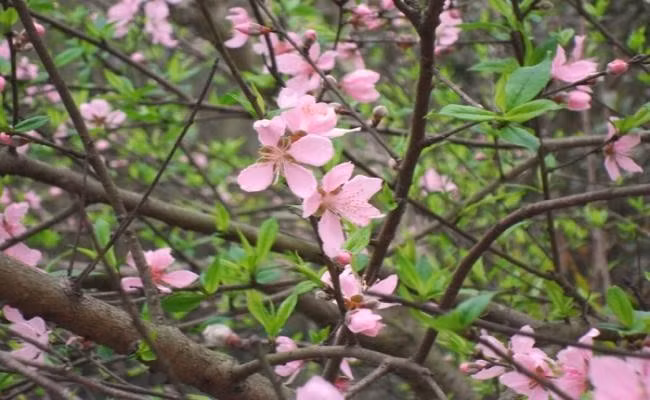 Nhưng không chỉ dừng lại ở giá trị tinh thần, đào còn là loài cây mang nhiều ý nghĩa phong thủy sâu sắc. Hoa đào rực rỡ vào đầu xuân tượng trưng cho tình yêu, vẻ đẹp và tuổi trẻ. Nhiều tác phẩm văn học, nghệ thuật đã mượn hình ảnh hoa đào để ca ngợi sự tinh khôi, tình duyên và khát vọng sống.
