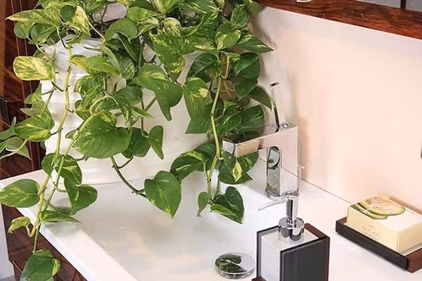 Hợp với người mệnh Mộc, Hỏa – cân bằng âm dương sinh khí. Thuộc hành Mộc, trầu bà giúp tăng sinh khí và hỗ trợ năng lượng tích cực cho người mệnh tương hợp. Càng đặt đúng chỗ càng tăng hiệu ứng phong thủy.