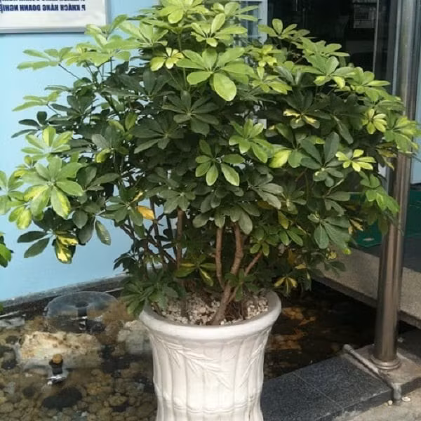 Phòng khách là vị trí vàng đặt cây đón tài khí: Vị trí “tài lộc” trong phòng khách thường nằm ở góc chéo đối diện cửa chính. Đặt cây tại đây giúp thu hút tiền tài, vượng khí cho cả gia đình.