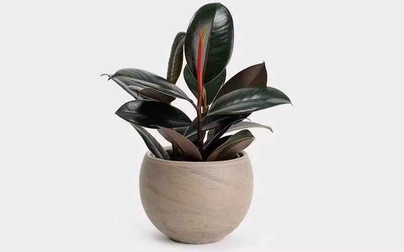 Đa búp đỏ cực kỳ dễ chăm sóc, chịu hạn và chịu bóng tốt, có thể nhiều ngày không cần tưới nước. Chỉ cần lau lá định kỳ và tránh gió lạnh mạnh, cây sẽ luôn xanh tốt, là lựa chọn lý tưởng cho những gia chủ bận rộn.