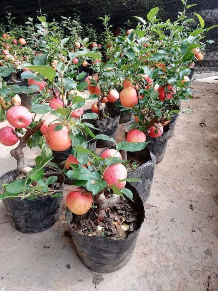 Trong phong thủy, “táo” đồng âm với “bình” (bình an), tượng trưng cho hòa thuận, tài lộc và may mắn. Đặt táo cảnh ở cửa ra vào hay sân thượng sẽ giúp gia đình thêm thịnh vượng.