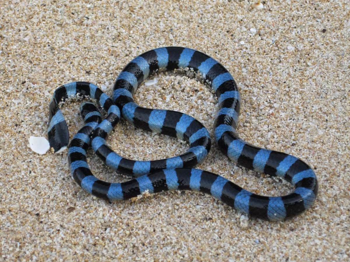 7. Blue Krait – Rắn Cạp Nong Xanh: Lặng lẽ và chết chóc, Blue Krait hoạt động về đêm và tấn công trong lúc con người ngủ say. Nọc độc của nó đủ mạnh để gây liệt hoàn toàn và ngừng hô hấp chỉ sau vài giờ.