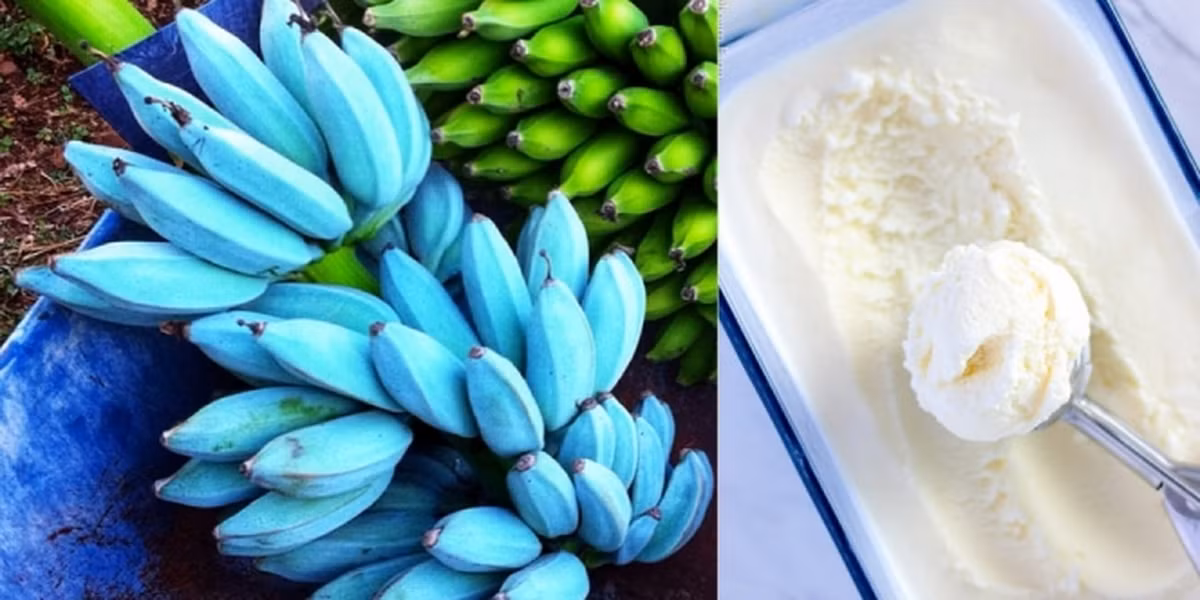 Theo những người dân bản địa, chuối xanh "Java" có hương vị rất ngọt và ngậy, được mô tả là y hệt như kem vani.