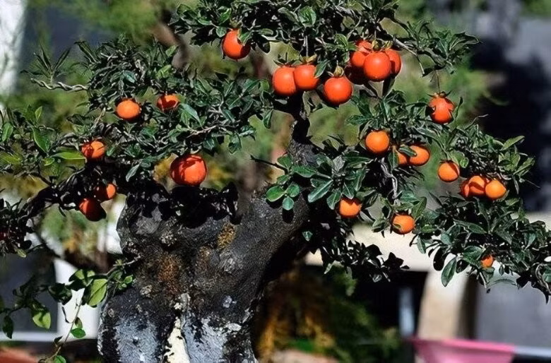Đặc biệt, khi được chăm sóc tốt, cây có thể trở thành bonsai cổ thụ vô giá chỉ sau vài chục năm. Nhiều người yêu cây coi hồng đá như “báu vật truyền đời”. Khi cây đạt đến dáng đẹp, giá trị có thể tăng gấp nhiều lần, trở thành một khoản đầu tư sinh lời lớn.