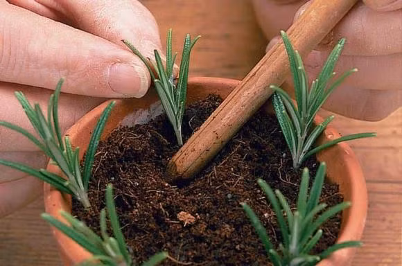 Dễ nhân giống bằng giâm cành, cây ưa nắng và gió. Đặt gần cửa sổ hoặc nơi có ánh sáng sẽ giúp cây phát triển và tỏa hương tốt nhất.