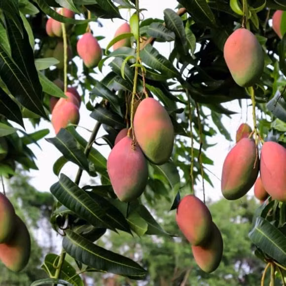 Xoài càng sống lâu, càng sai trái và ngọt đậm thì càng chứng tỏ vận nhà càng tốt. Đặc biệt, nếu xoài ra hoa vào đúng dịp đầu năm thì đó được xem là tín hiệu cực may báo hiệu một năm suôn sẻ, công việc làm ăn hanh thông.