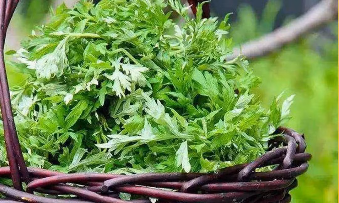 Mùi hương khá nồng nên nên đặt ở nơi thoáng như ban công. Cây đơn giản, dễ trồng, hiệu quả như một “máy lọc khí” tự nhiên.