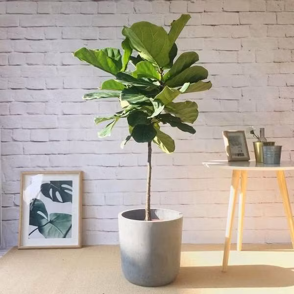 Nếu đúng như vậy thì nên trồng cây đa búp đỏ cẩm thạch vàng. Cây có bản chất cứng cáp, với những chiếc lá dày dặn, có màu vàng và xanh, giống như một bức tranh sơn dầu của một họa sĩ, tươi mới và tự nhiên, mang lại cho con người cảm giác tươi sáng.