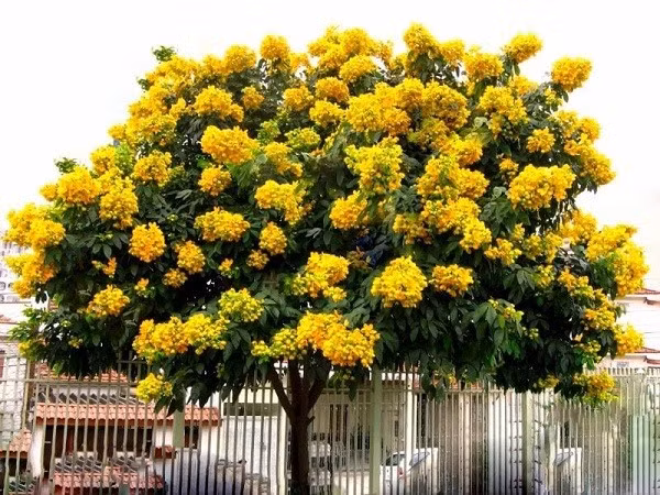 Không chỉ quý về vật chất, cây còn tượng trưng cho sự cao quý, may mắn và ý chí kiên trì. Gia đình trồng cây giáng hương thường mong cầu phúc lộc lâu bền.