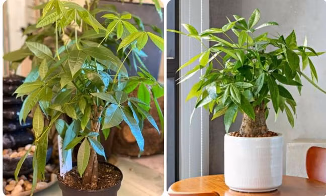 Người xưa tin rằng đặt kim ngân ở góc Đông Nam sẽ hút tiền tài. 5 thân cây xoắn biểu trưng cho ngũ hành cân bằng – giúp gia chủ hanh thông, vững vàng tài vận.