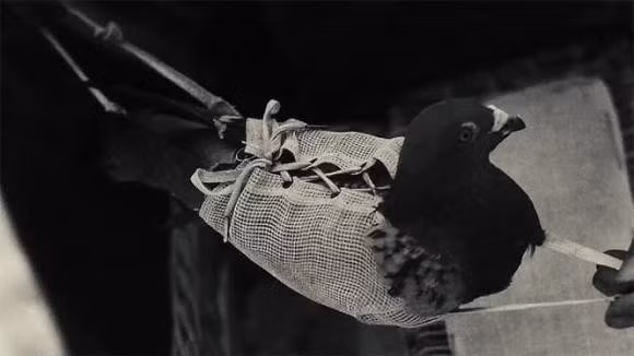 Bồ câu đưa thư, dù không biết nói hay đọc địa chỉ, vẫn hoàn thành nhiệm vụ một cách xuất sắc.