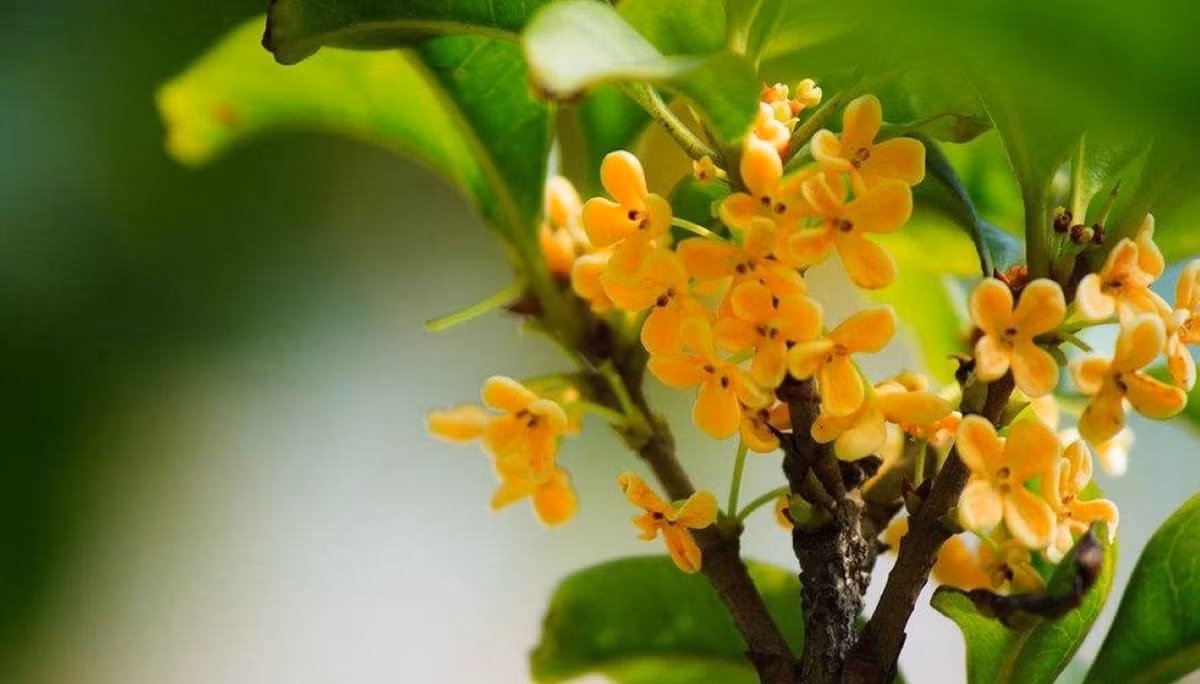 Đặc biệt, quế là loai cũng là một "máy lọc không khí" tự nhiên, hấp thụ formaldehyde và giải phóng oxy. Lá và vỏ của cây cảnh này có mùi quế đặc trưng, có tác dụng thanh lọc không khí mạnh mẽ. Hương quế cũng giúp mọi người thư giãn thần kinh sau một ngày làm việc căng thẳng.