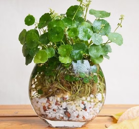 Cây chỉ phù hợp nếu bạn có thời gian cắt tỉa định kỳ và không trồng chung với quá nhiều cây khác. Với ai yêu sự gọn gàng, quy củ thì cỏ đồng tiền nên được trồng riêng biệt – hoặc đặt ở những nơi dễ kiểm soát hơn như hiên nhà, sân sau.