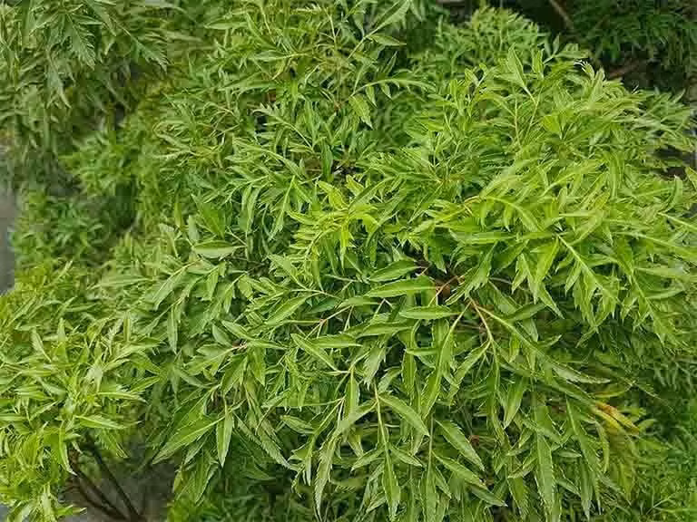 Cách chăm sóc cây đinh lăng để tránh sâu bệnh, úng rễ: Đinh lăng không cần tưới quá thường xuyên, nhưng phải kiểm soát chuột và sâu bệnh từ năm thứ 2 bằng thuốc trừ sâu lưu dẫn và biện pháp thủ công.